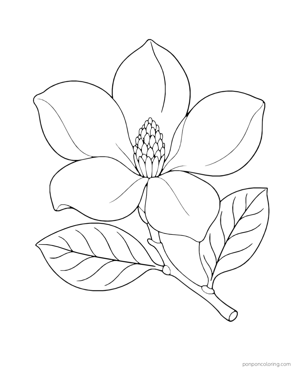 A large magnolia blossom and two veined leaves grow from a short branch.