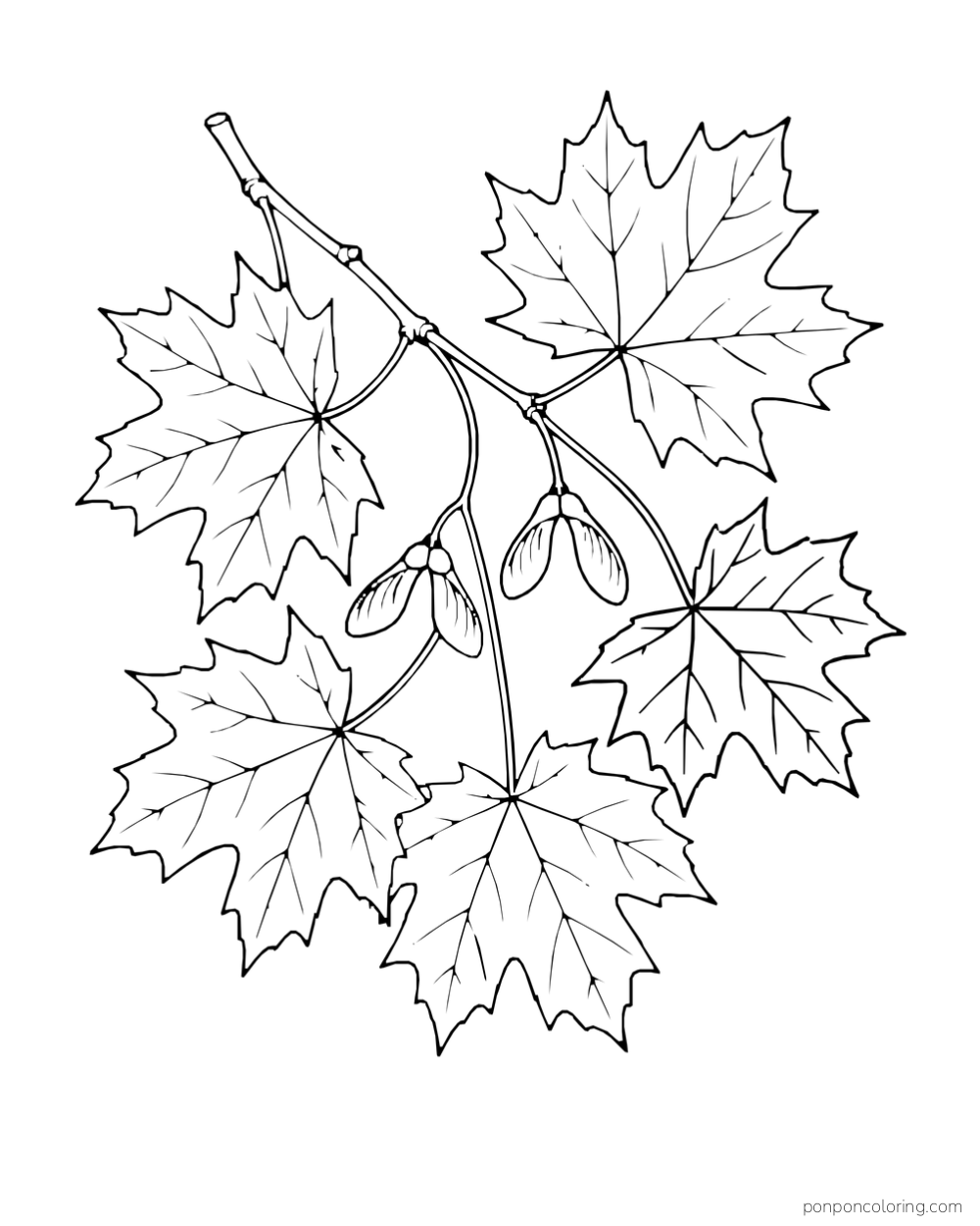 A short maple branch holds several pointed leaves and paired winged seeds.