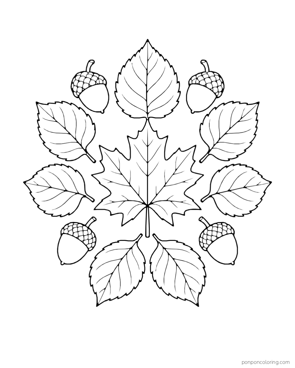 A maple leaf sits at the center of a balanced pattern of oval leaves and acorns.