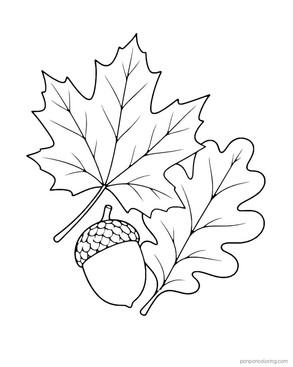 A pointed maple leaf and rounded oak leaf overlap beside one acorn.