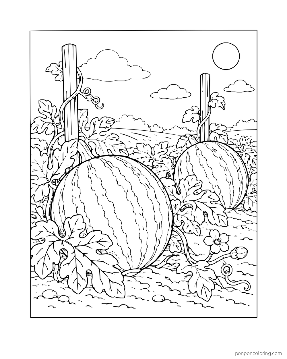 Two whole watermelons growing among leafy vines and wooden garden stakes under a sunny sky.