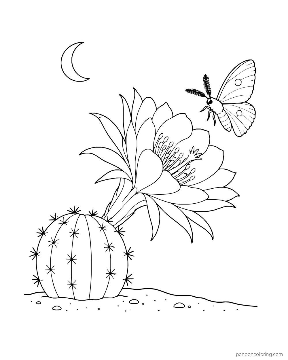 A moth approaches a large night-blooming cactus flower beneath a crescent moon.