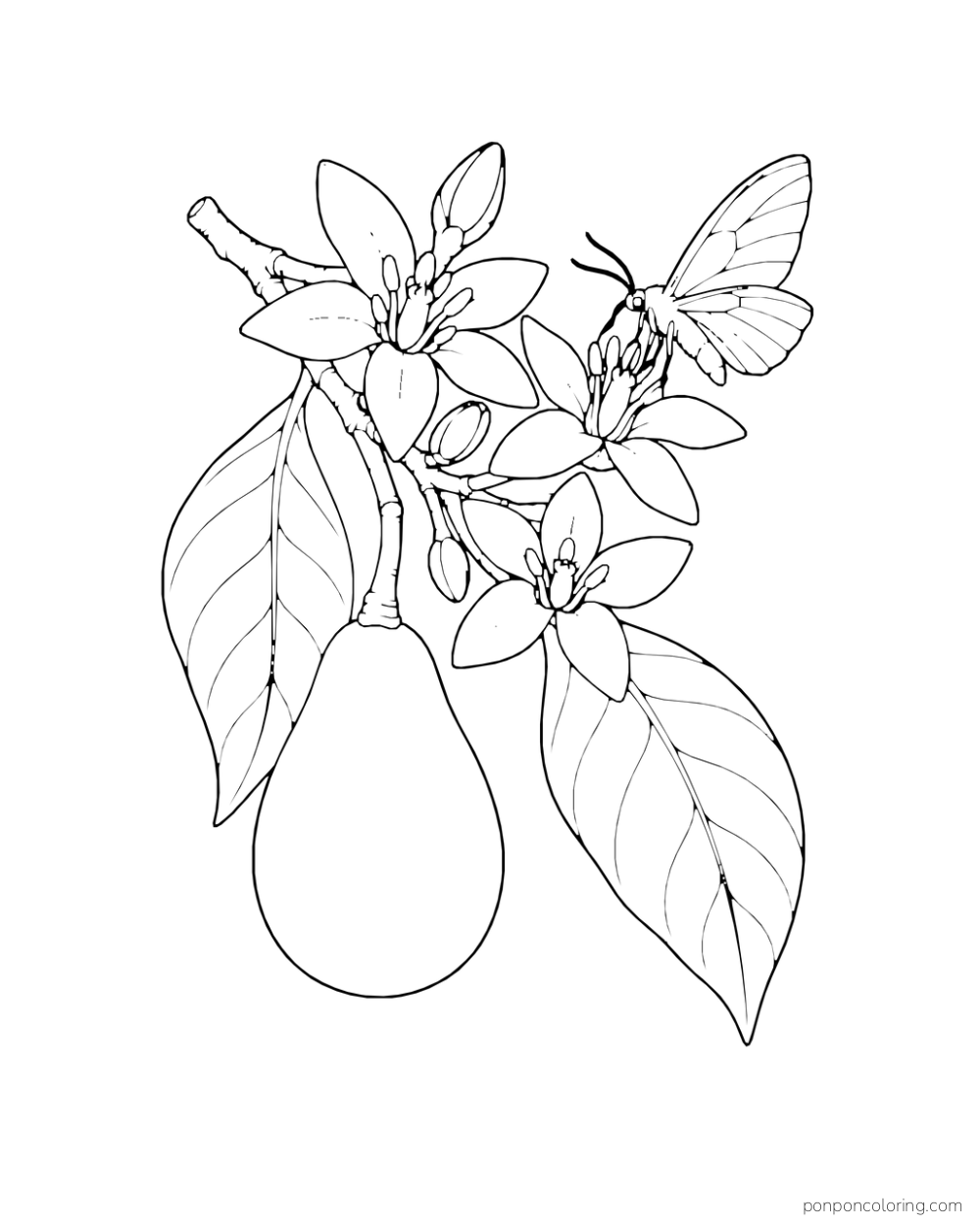 A moth visits avocado blossoms beside one developing fruit and broad leaves on a short branch.