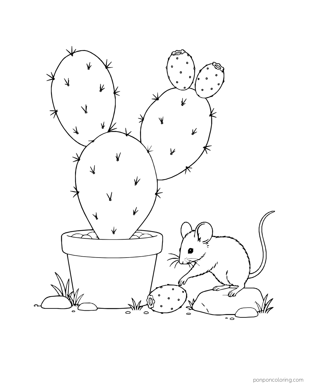 A mouse stands on a rock beside a potted prickly pear and a fallen fruit.