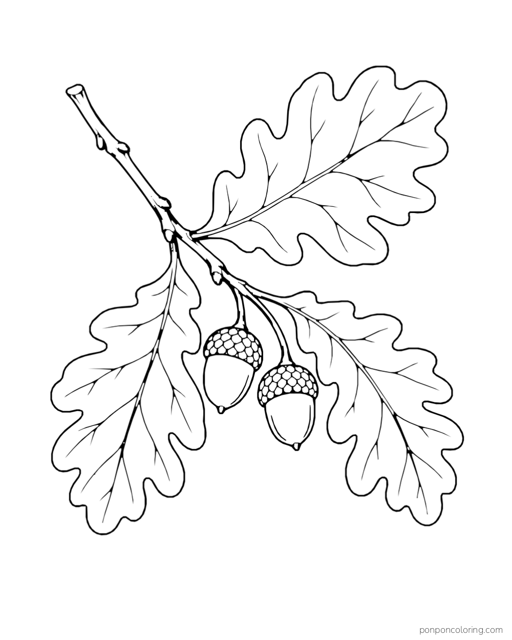 An oak branch carries rounded lobed leaves and two acorns.