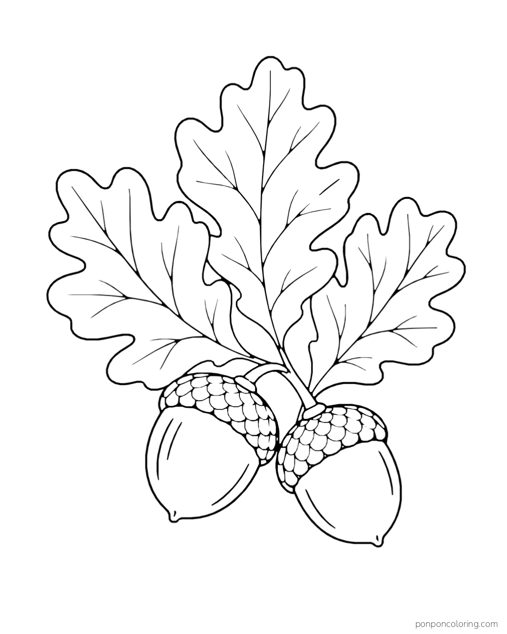 Three broad oak leaves fan out above two acorns with textured caps.