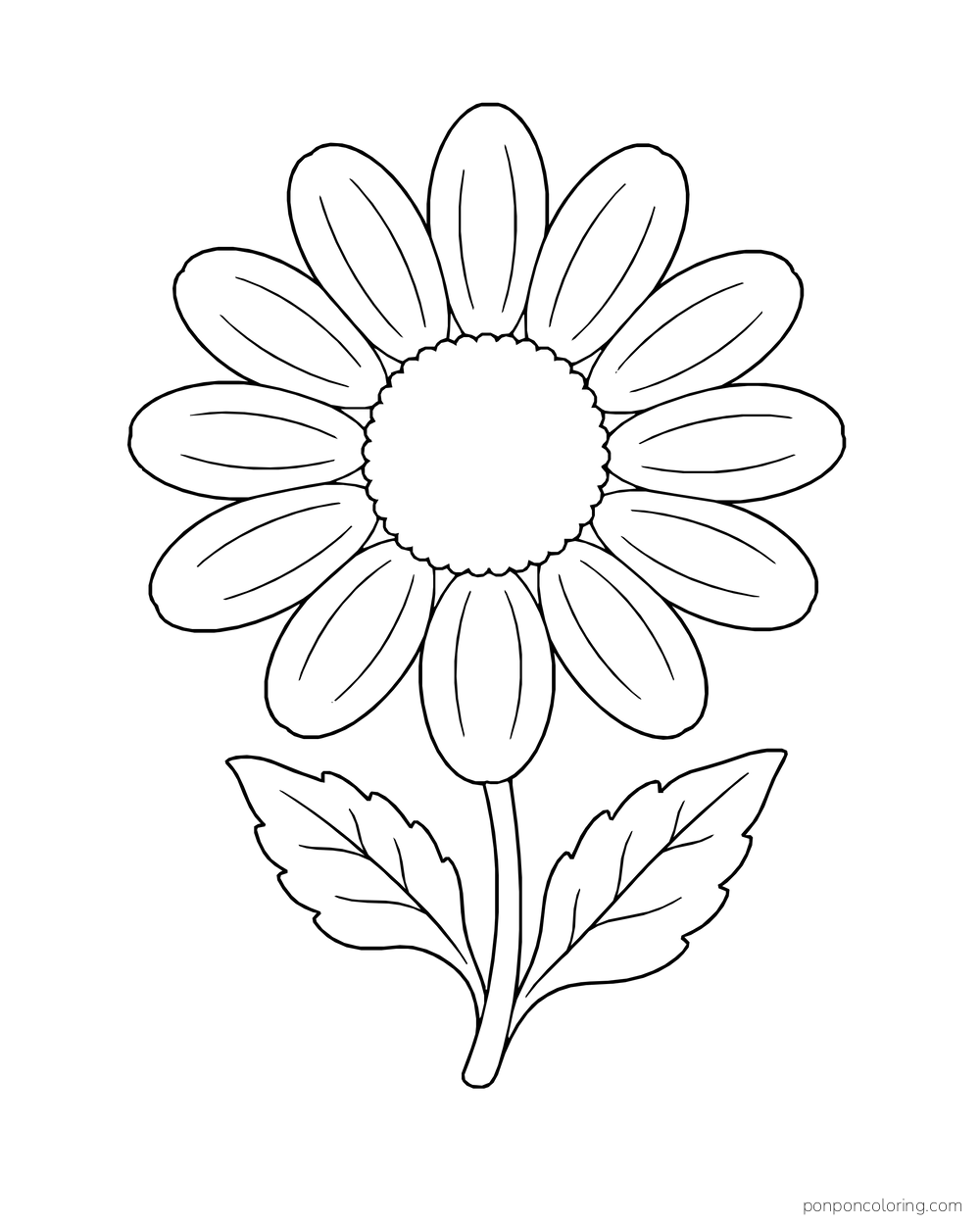 One open daisy faces forward on a single stem with two broad leaves.