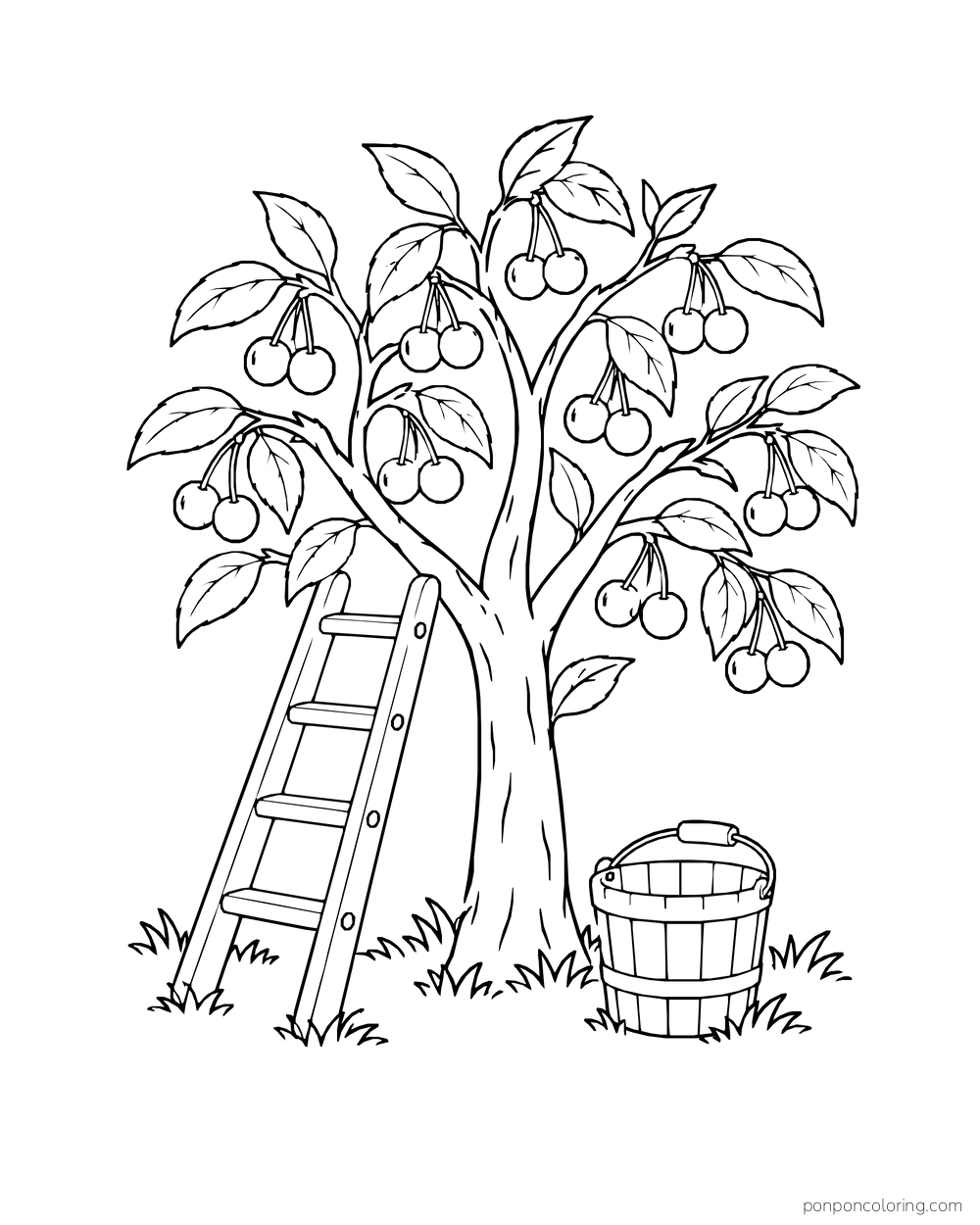 A short ladder leans against a fruiting cherry tree with a gathering bucket below.