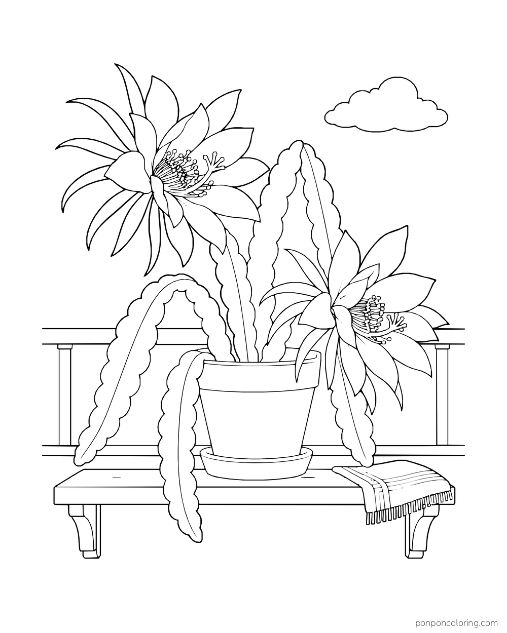 An orchid cactus with long flat scalloped stems and two large flowers sits on a balcony shelf.