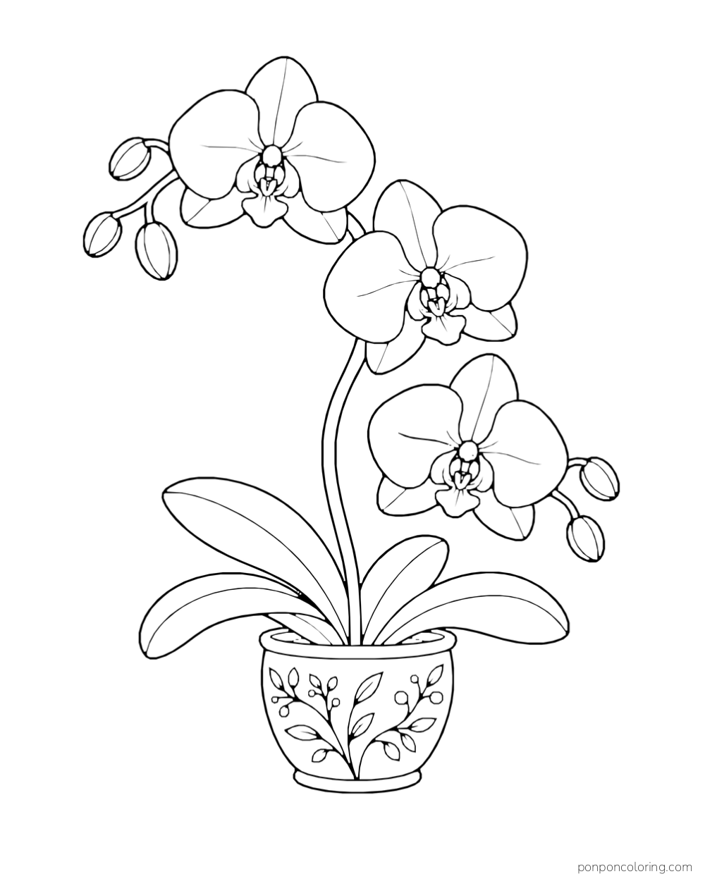 Three orchid blossoms and several buds rise on a curved stalk above broad leaves in a decorated pot.