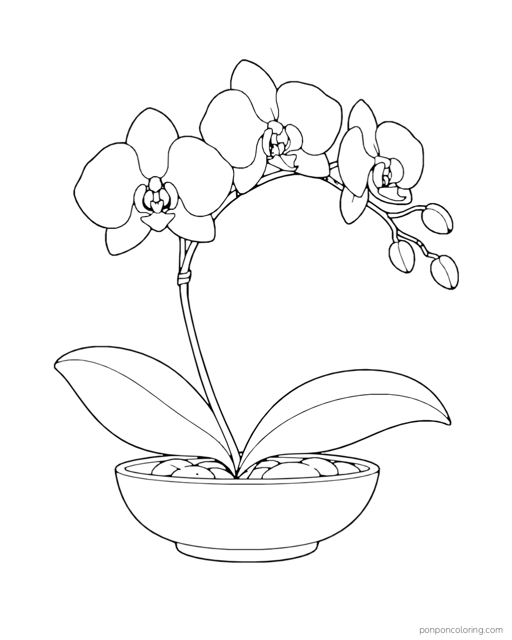 An arching orchid stem carries three blossoms and buds above two broad leaves in a shallow bowl.