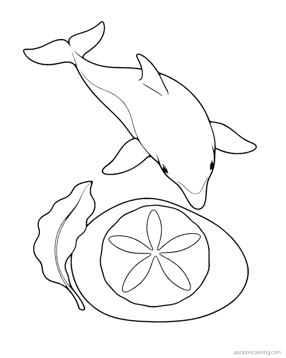 An overhead dolphin faces a large round sand dollar with five broad petal shapes, beside one sea leaf.