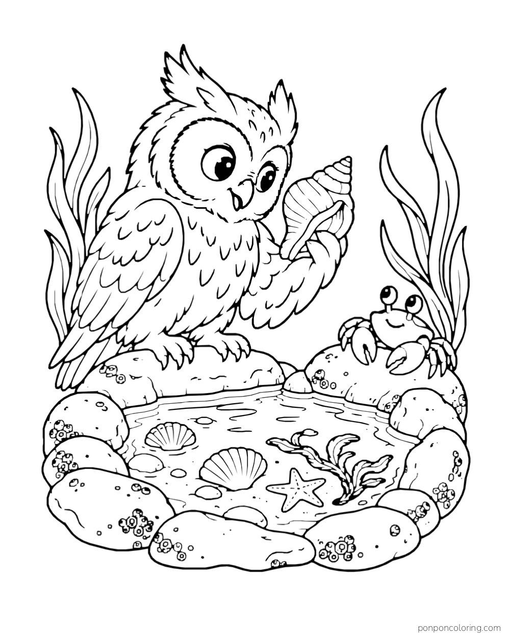 An owl holds up a seashell beside an enclosed tide pool while a crab watches.