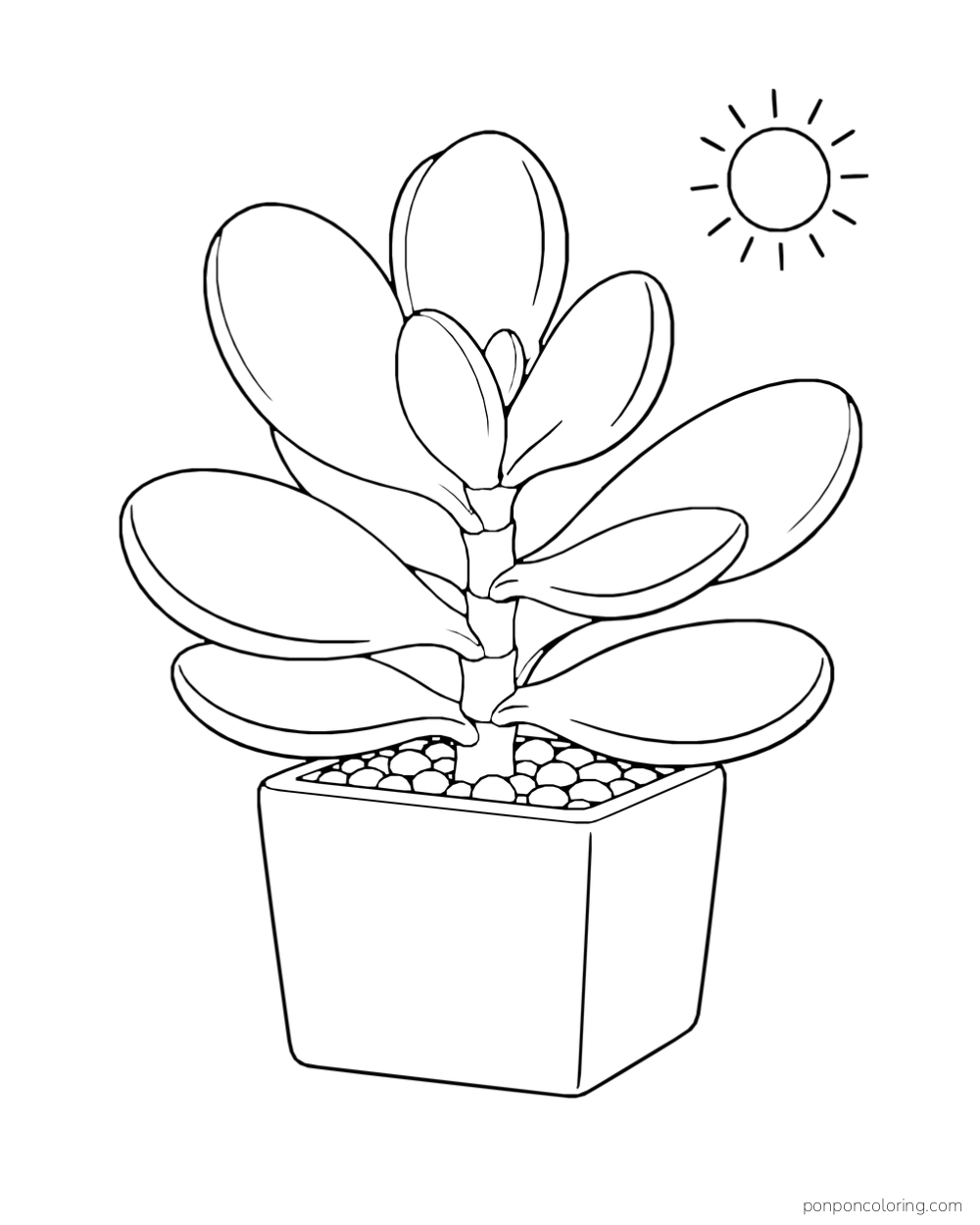 Succulent with broad paddle-shaped leaves in a square pot beneath a simple sun.
