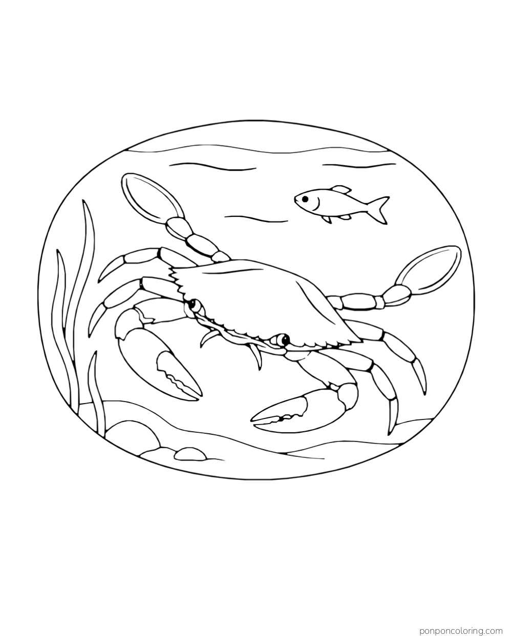 A swimming crab spreads its paddle-shaped back legs beneath a small fish in an oval underwater scene.