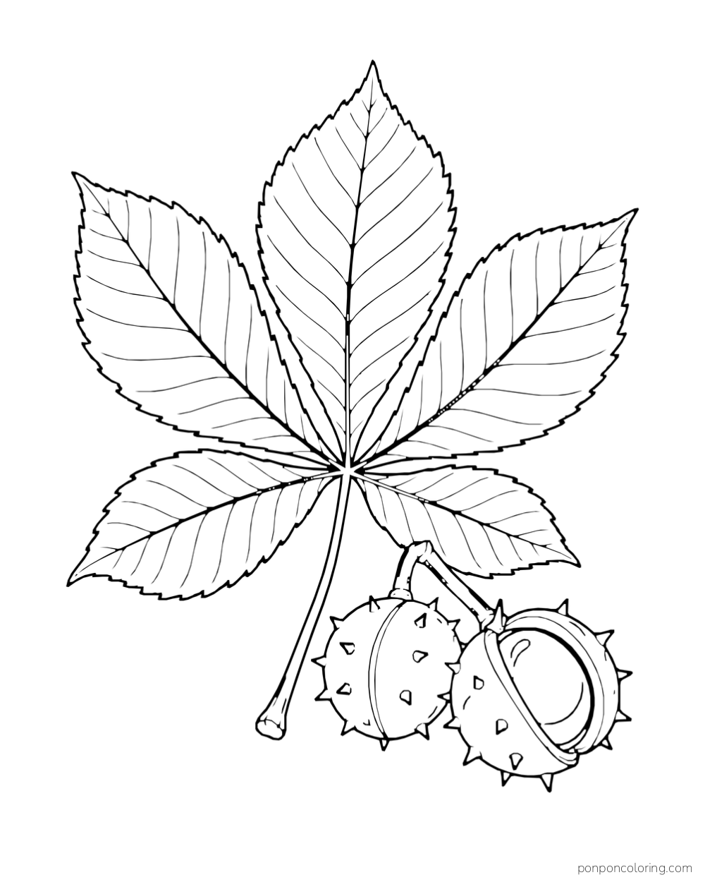 A large hand-shaped compound leaf sits above two rounded spiky seed husks.