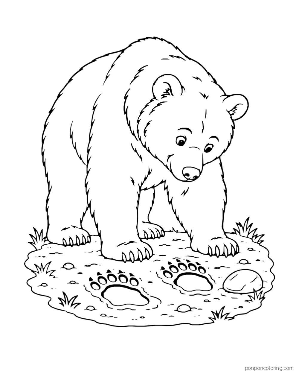 A four-paw bear looks down at broad paw prints in a small patch of ground.
