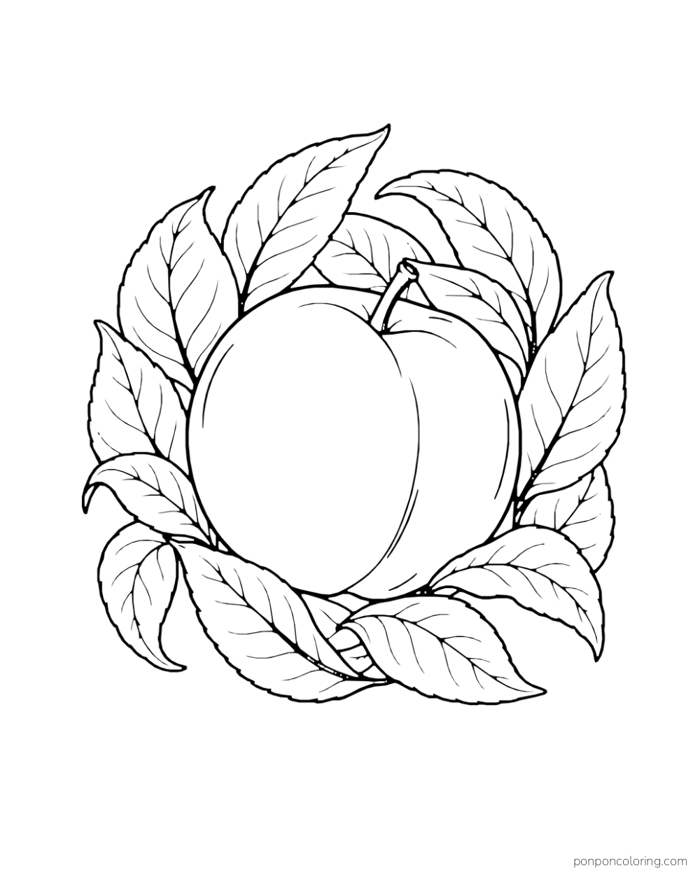 Single peach encircled by a loose ring of its own leaves.