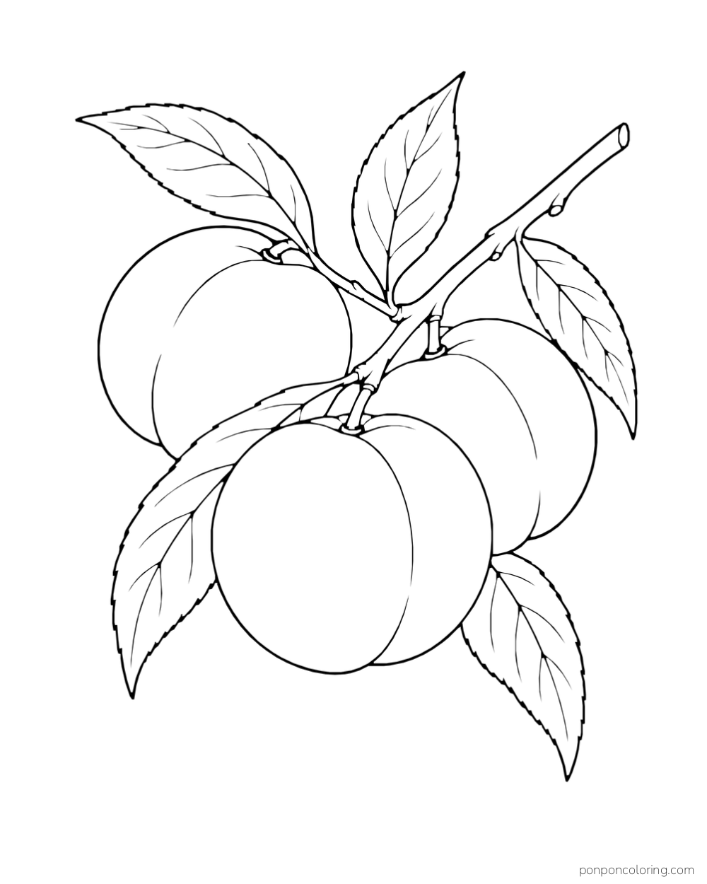 Three peaches at different angles among leaves on a short twig.