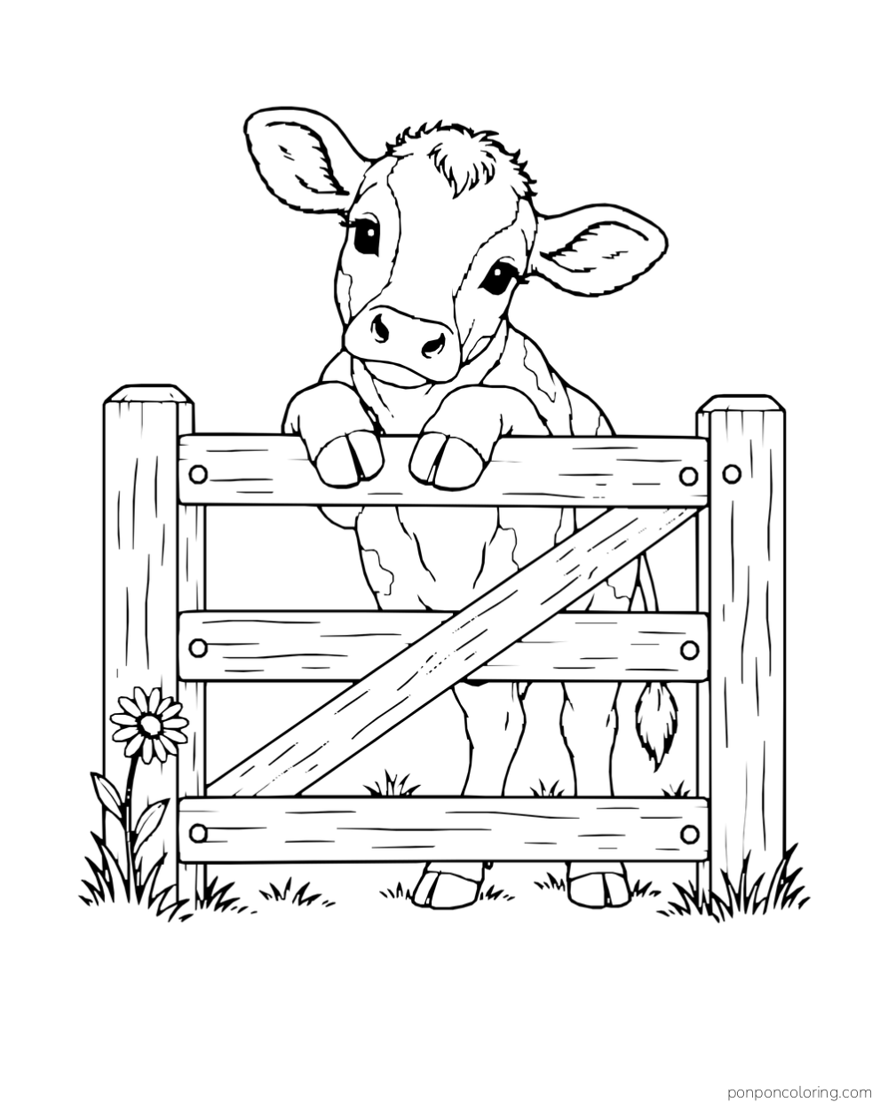 A calf rests its front hooves on a wooden gate.
