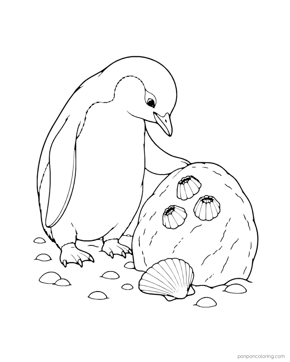 A penguin bends toward three ridged shells on a rock, with a larger fan-shaped shell below.