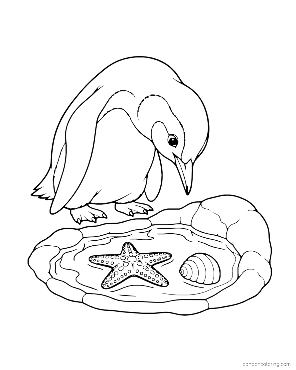 A penguin leans over a rock-edged tide pool containing a starfish and a shell.