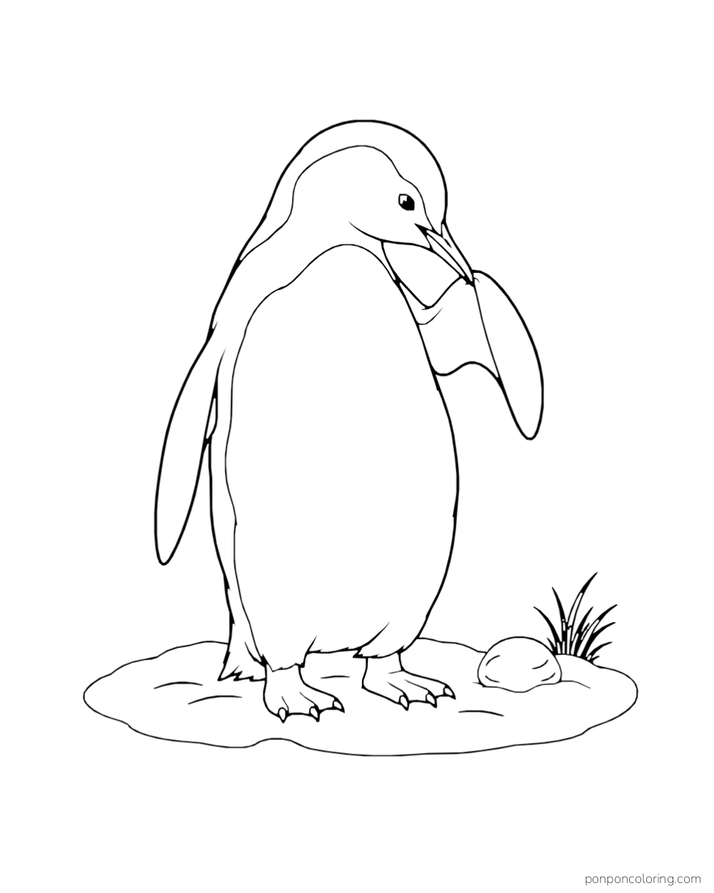 A standing penguin bends its beak to a raised flipper beside a rock and tuft of grass.