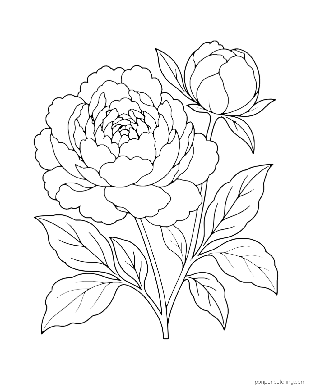 An open peony with ruffled layers of petals grows beside a rounded bud and broad leaves.