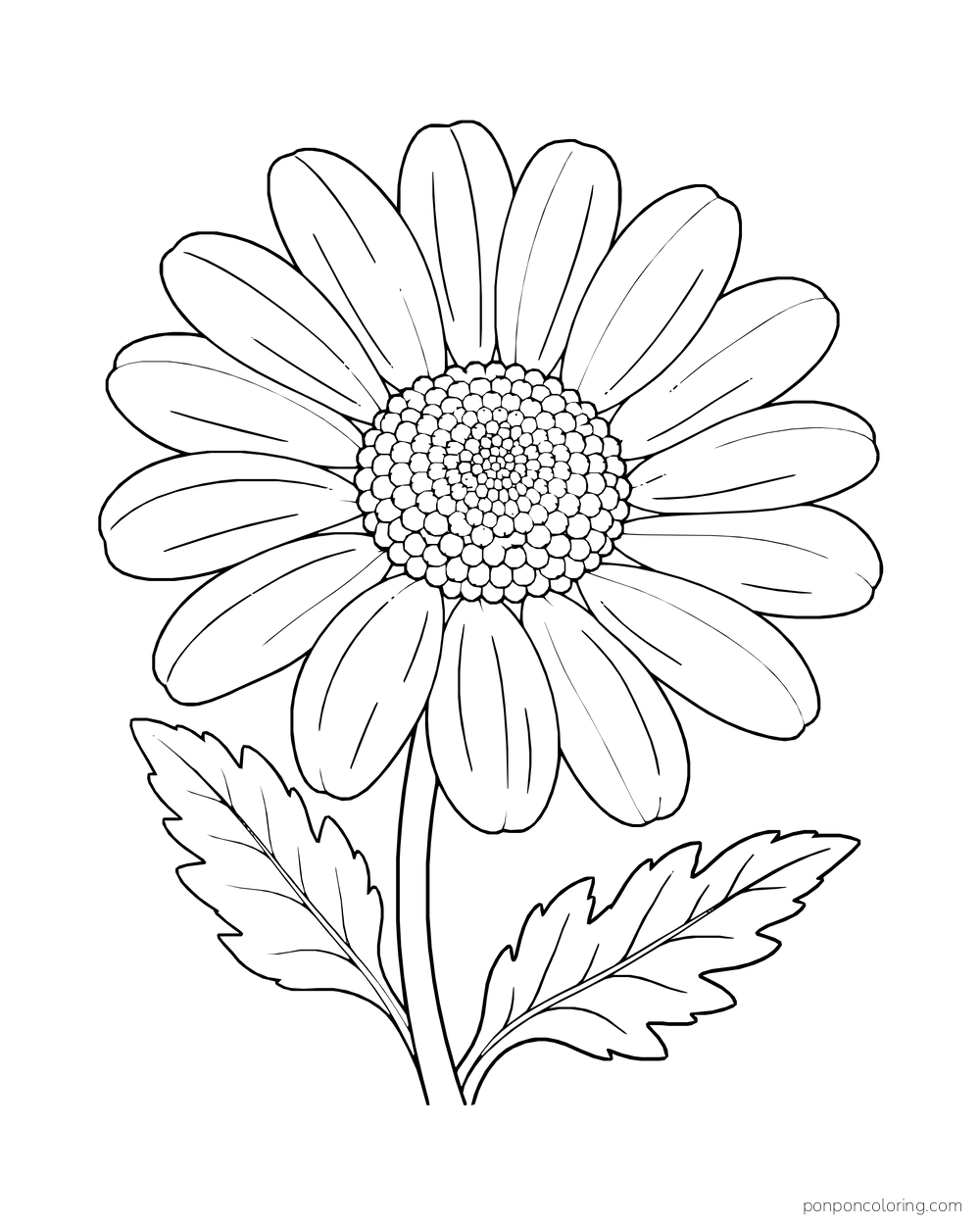 A large daisy fills the page with wide petals around a dotted central disk.
