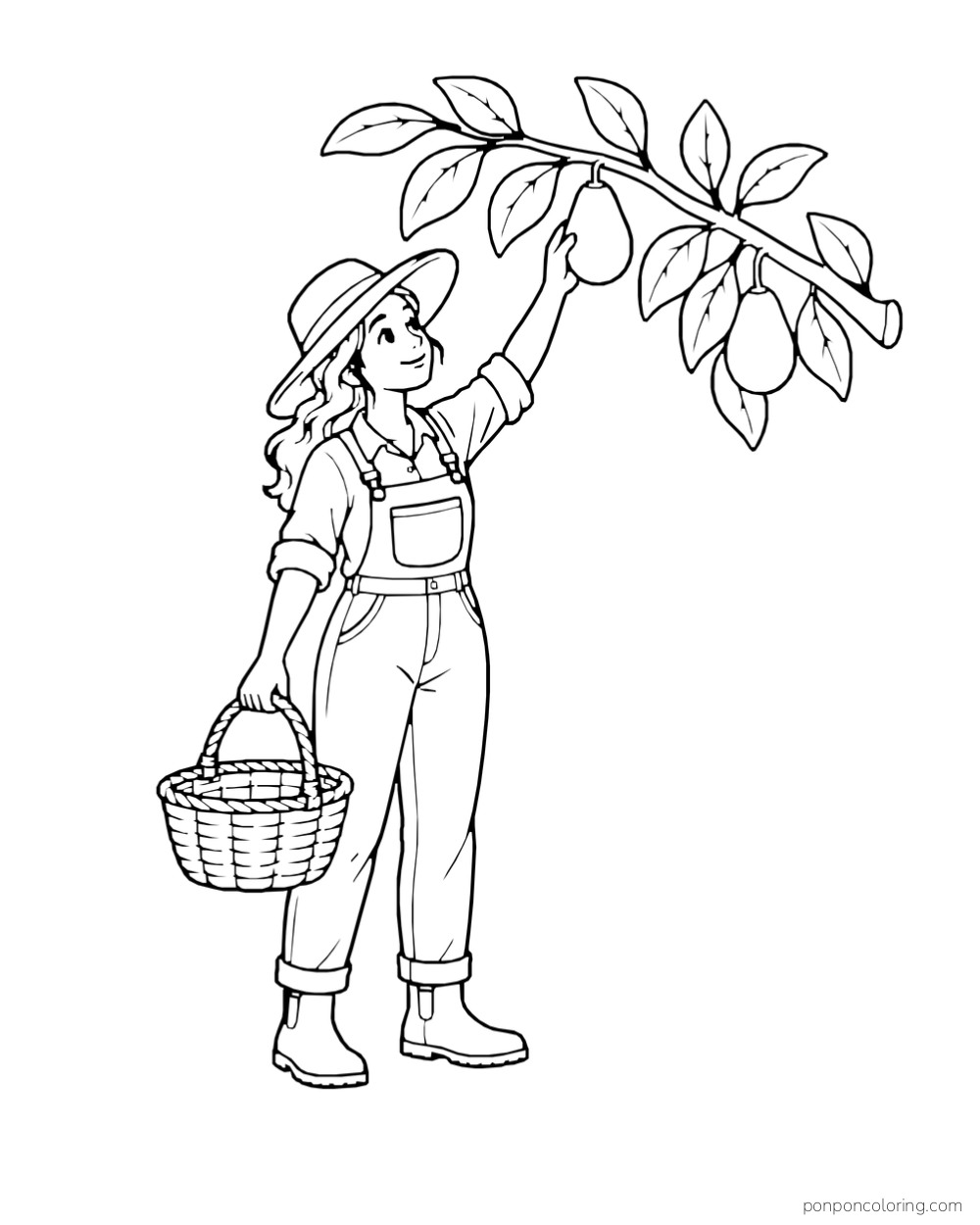 An adult orchard worker reaches for a hanging avocado while holding a basket.