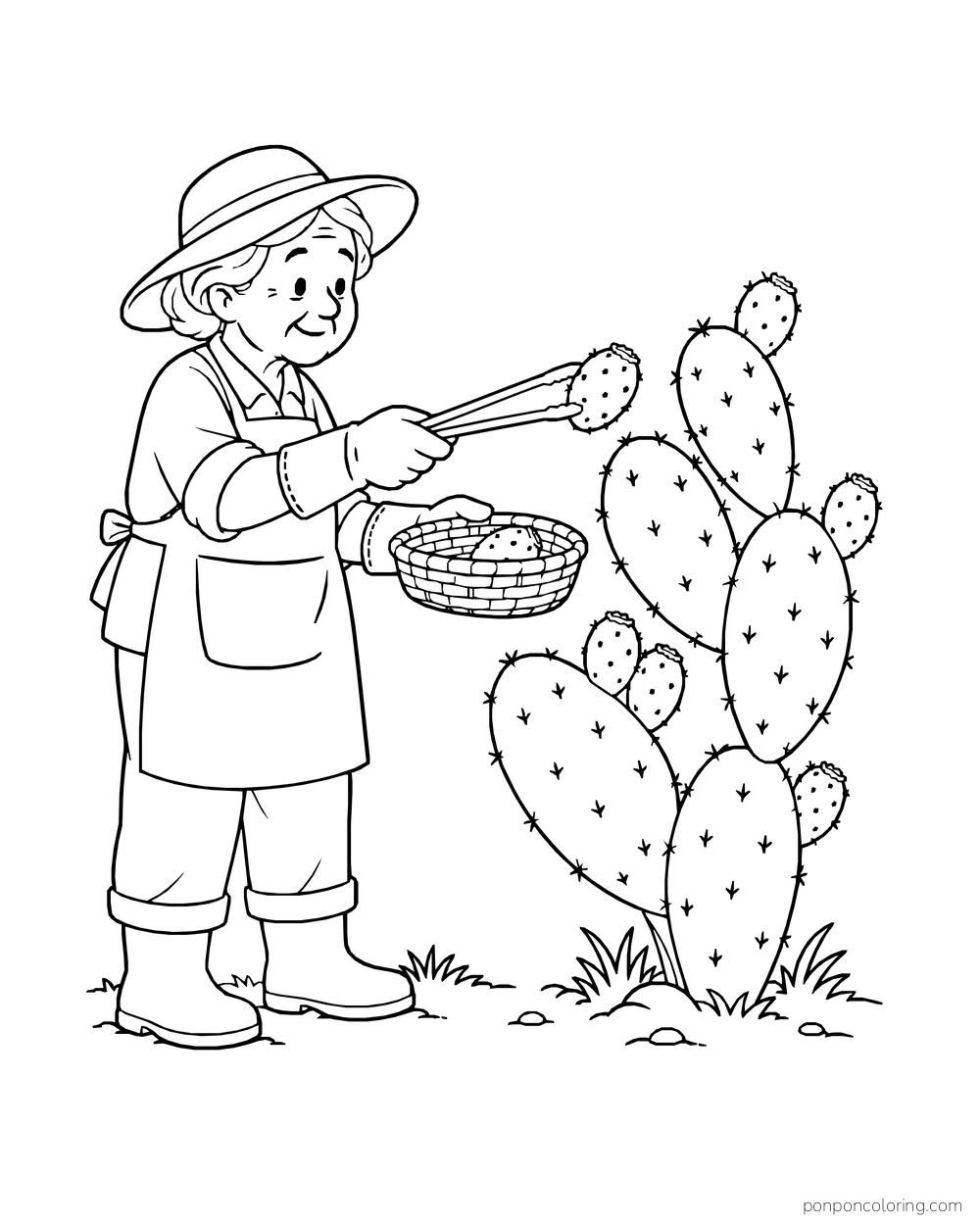 An older gardener uses long tongs to lift prickly pear fruit while holding a basket.