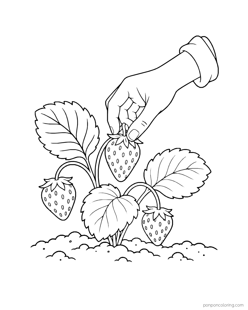 A hand with a rolled cuff picks one strawberry from a low plant above loose soil.