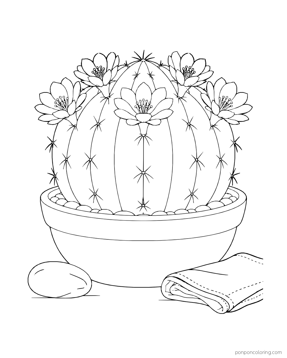 A rounded pincushion cactus bears a ring of open flowers in a broad bowl beside a stone and folded cloth.
