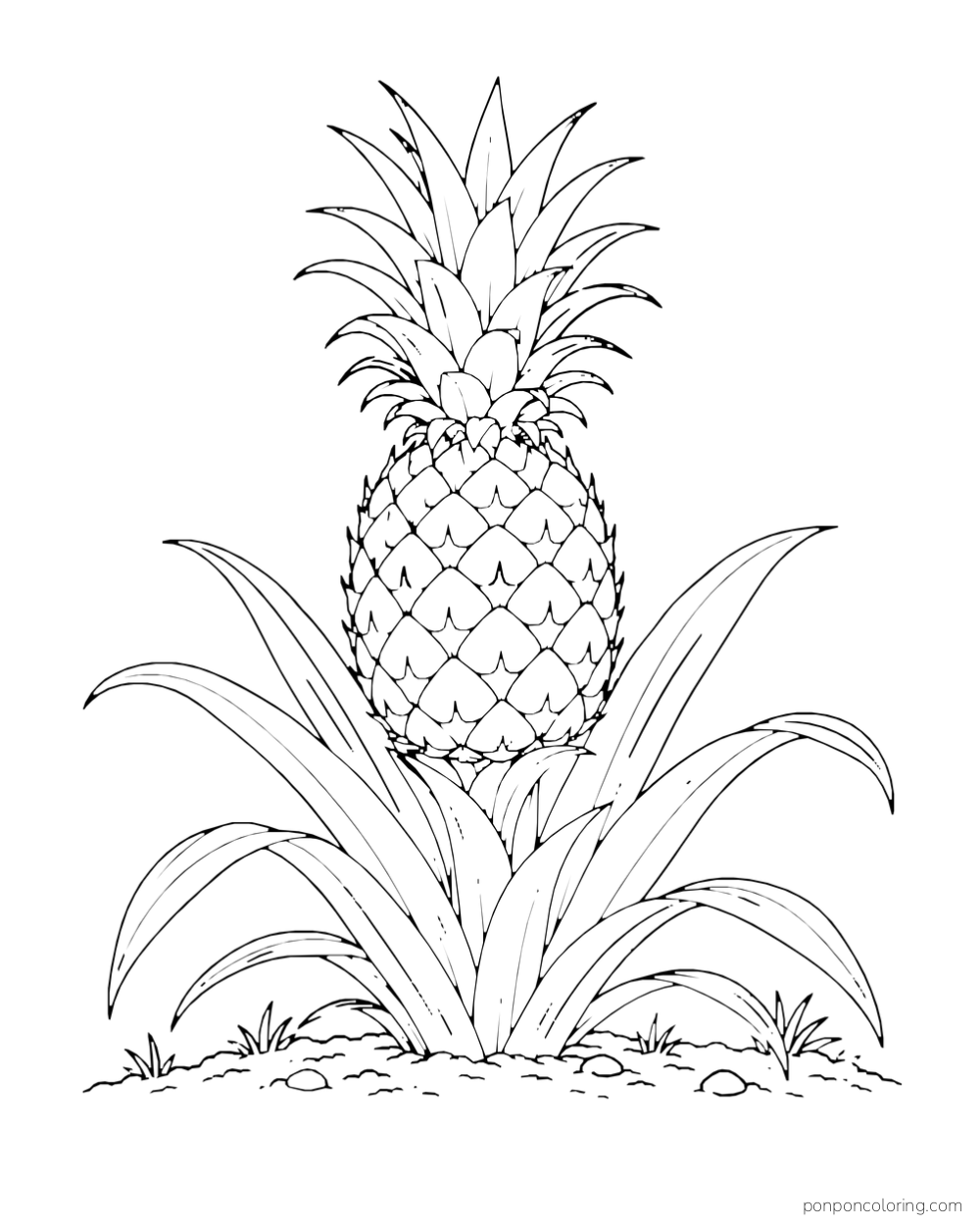 Single ripe pineapple growing at the center of a low rosette of long leaves.