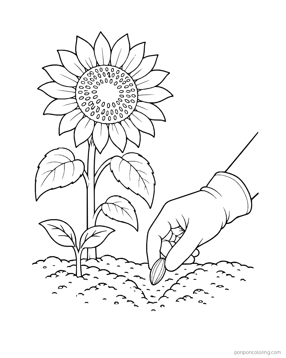 A gloved hand planting a seed beside a sprout and a taller sunflower.