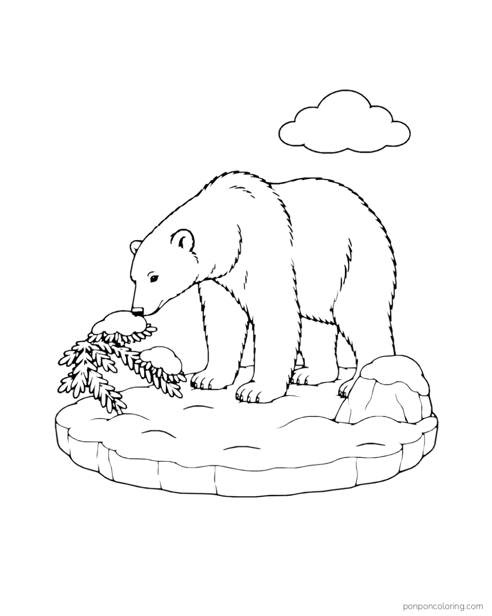 A four-legged polar bear lowers its nose to a snow-capped evergreen branch beside a rock.