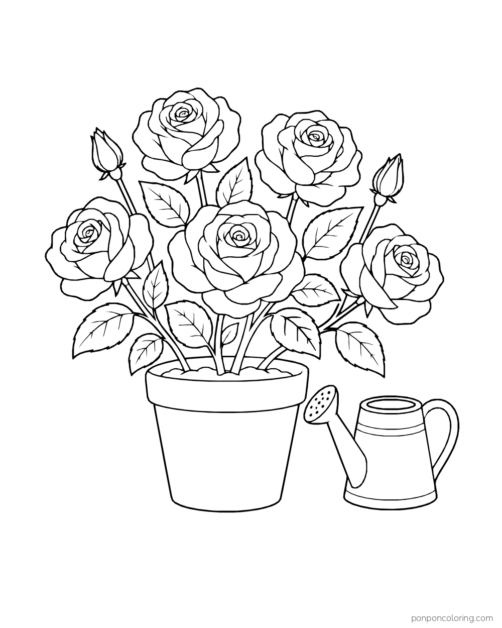 Potted rose bush with five blooms and two buds beside a watering can.