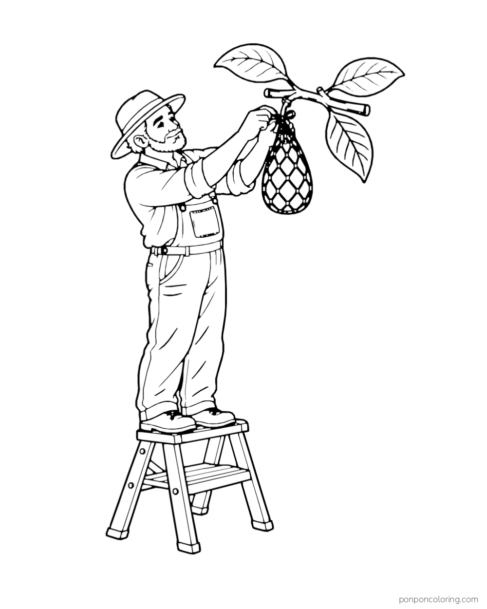 An orchard keeper on a short stepladder ties a protective net around a hanging avocado.