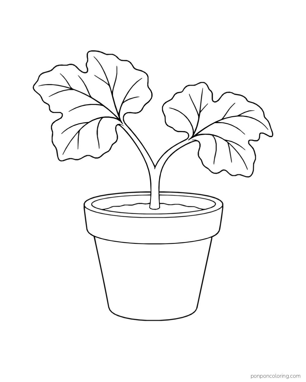A pumpkin seedling with two broad lobed leaves growing in a plain flowerpot.