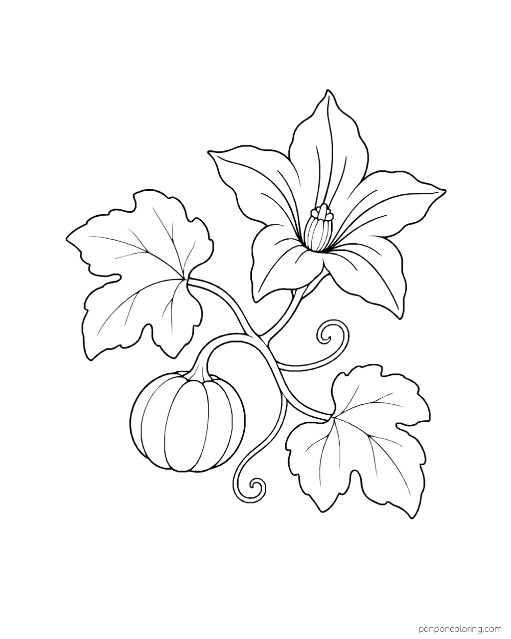 A curling pumpkin vine with a large open flower, two lobed leaves and a small pumpkin.