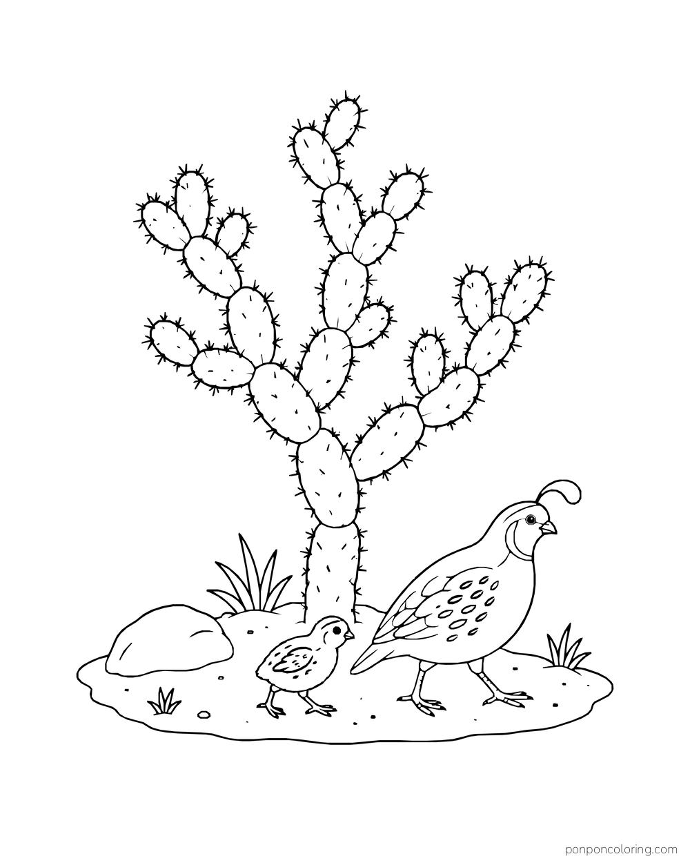 A quail and chick walk beside a branching cholla cactus on a sandy patch.