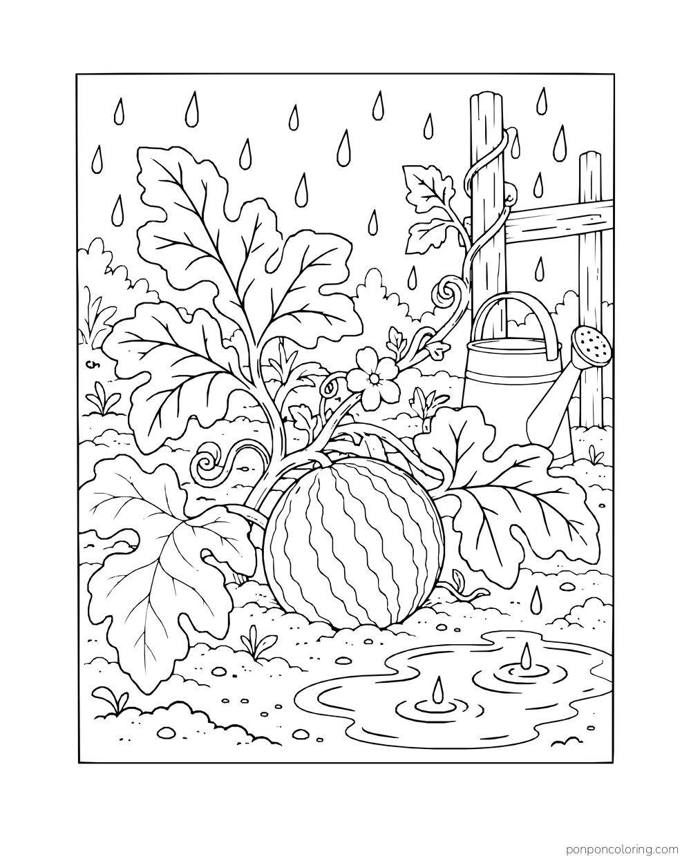 Rain falling on melon leaves and a small fruit beside a garden puddle and watering can.