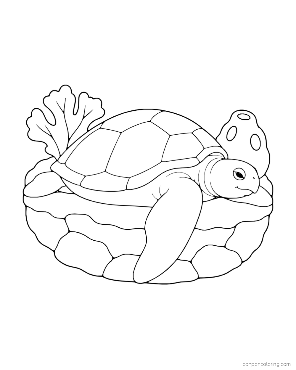 A sea turtle rests on a low reef shelf near a small sea fan and a broad sponge.