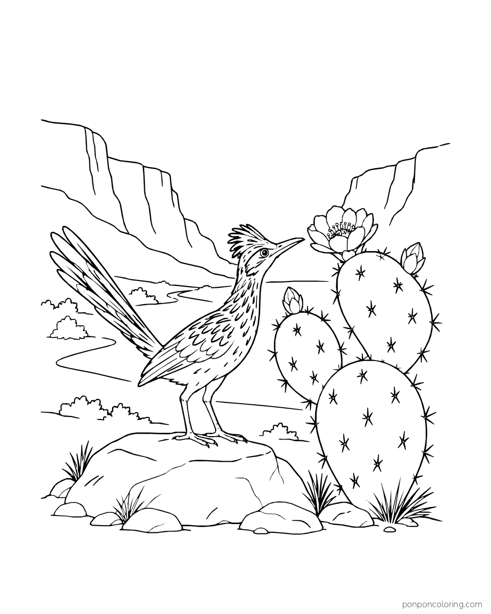 A roadrunner stands on a rock beside a flowering prickly pear with canyon walls behind.