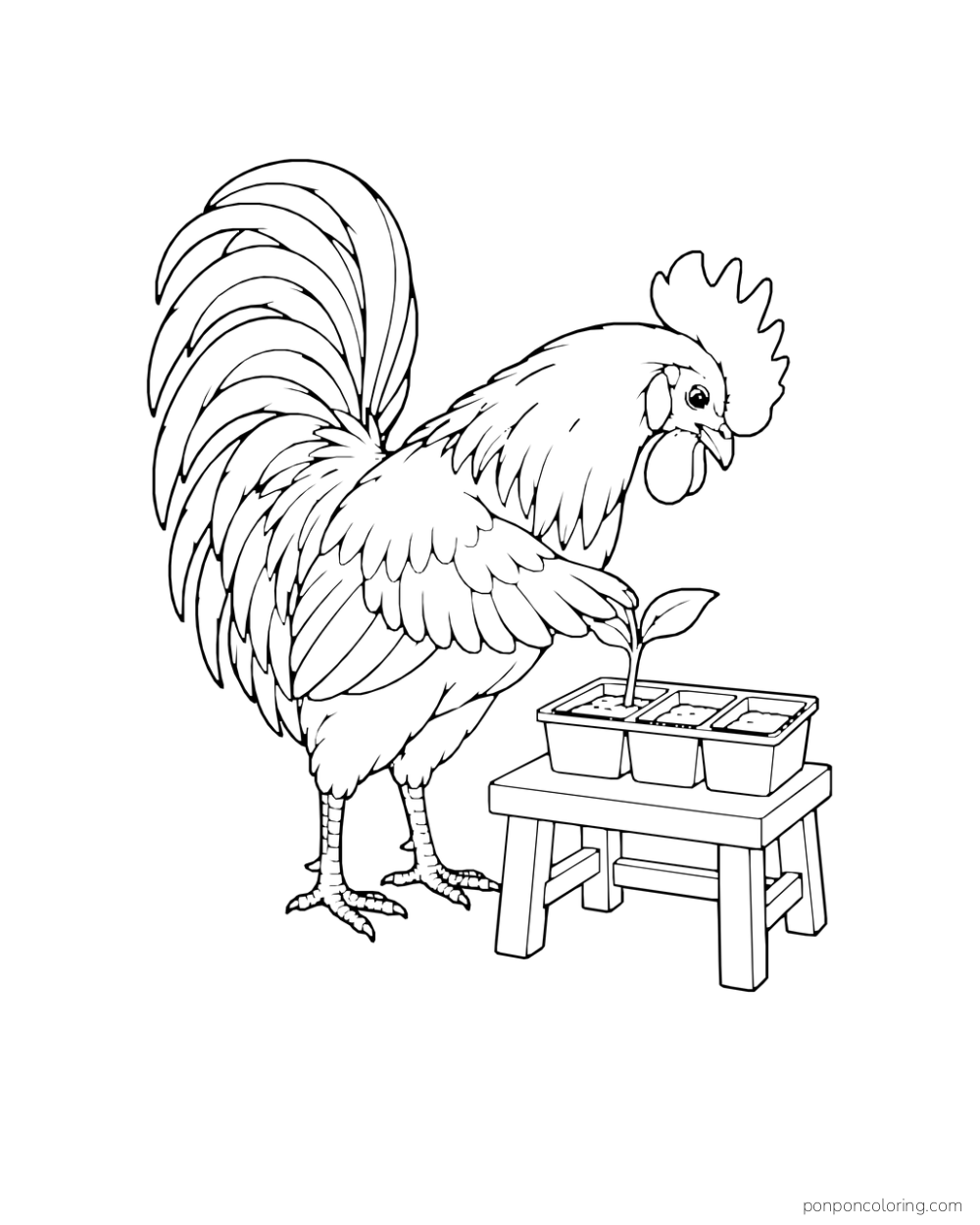 Rooster bending toward a small seedling in a tray on a low stool