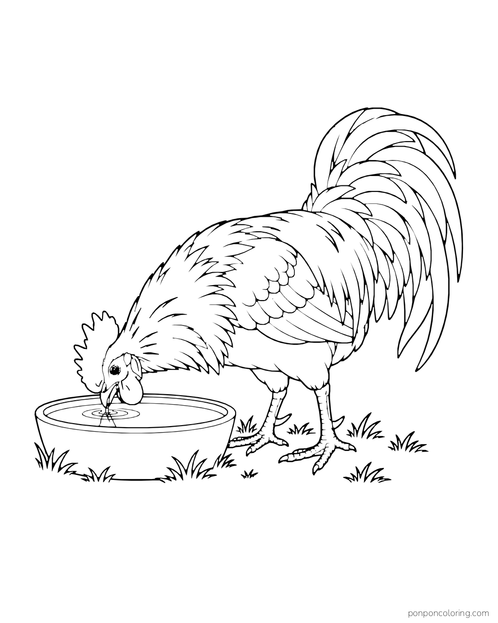 Rooster bending to drink from a shallow round water trough