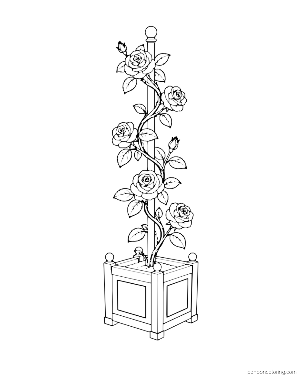 A rose vine spirals up a pole in a square planter.