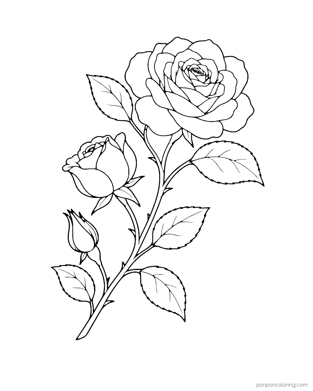 One rose branch carrying a large open bloom, a partly opening rose and a closed bud.