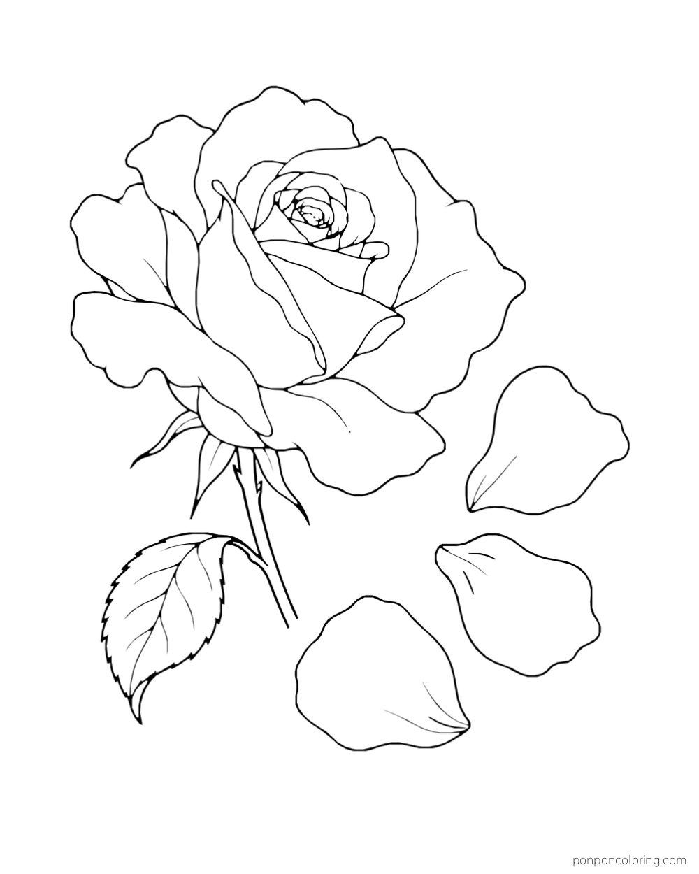 Large rose on a short stem with three loose petals drifting beside it.