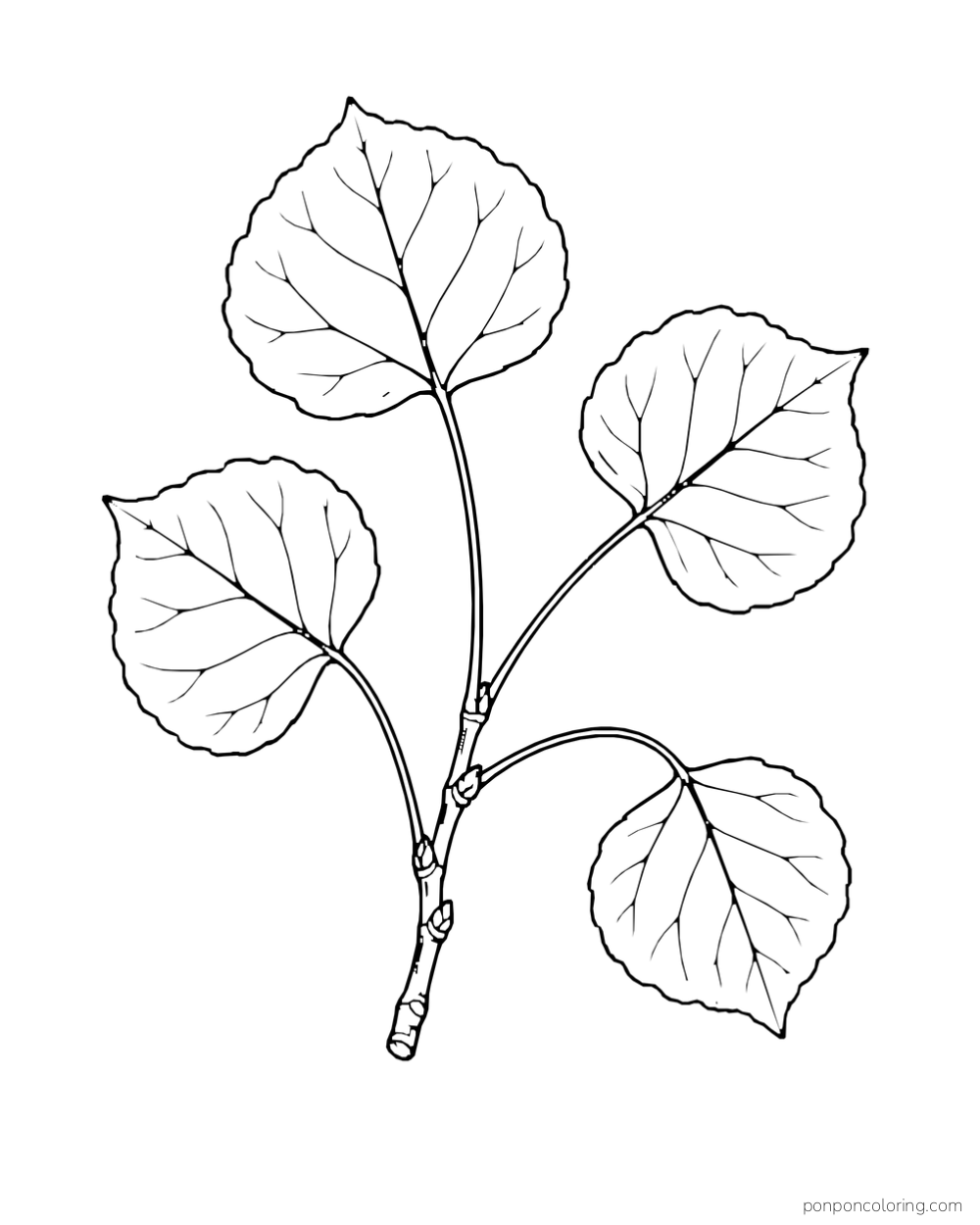 A small branch holds four rounded leaves on slender stems.